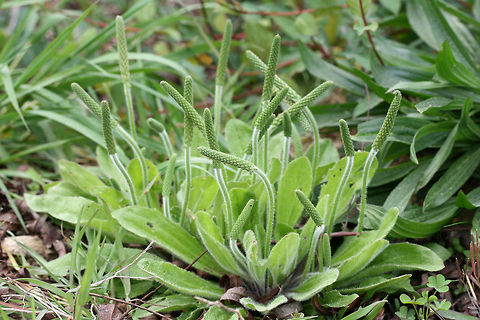 Dwarf Plantain (Plantago virginica) Tentative ID.
Growing in a sunlit meadowy area at a wetland edge. Dwarf Plantain,Geotagged,Plantago virginica,Spring,United States,Wetlands,wetland