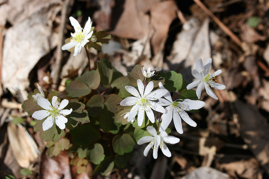 Rue Anemone (Thalictrum thalictroides) Growing by a seasonal stream in a dense mixed forest. Geotagged,Thalictrum thalictroides,United States,Winter