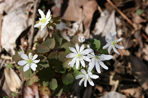 Rue Anemone (Thalictrum thalictroides) Growing by a seasonal stream in a dense mixed forest. Geotagged,Thalictrum thalictroides,United States,Winter