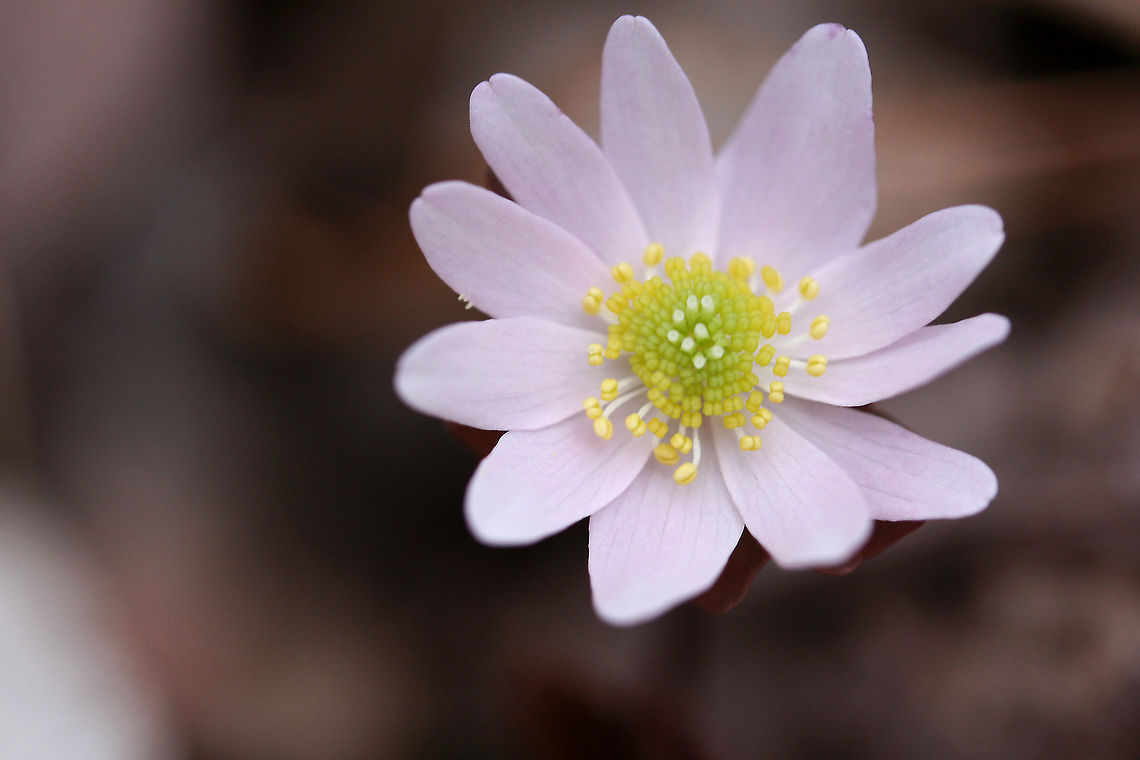 Rue Anemone (Thalictrum thalictroides) Growing by a seasonal stream in a dense mixed forest. Geotagged,Thalictrum thalictroides,United States,Winter