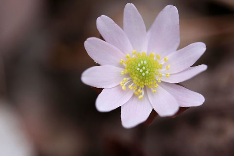 Rue Anemone (Thalictrum thalictroides) Growing by a seasonal stream in a dense mixed forest. Geotagged,Thalictrum thalictroides,United States,Winter