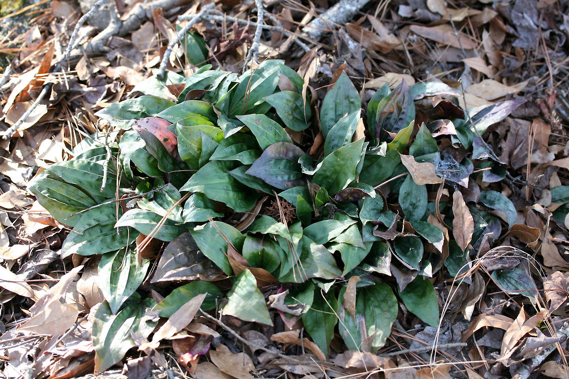 Cranefly Orchid (Tipularia discolor) Large colony growing in leaf litter/pine straw in a public park. Geotagged,Tipularia discolor,United States,Winter