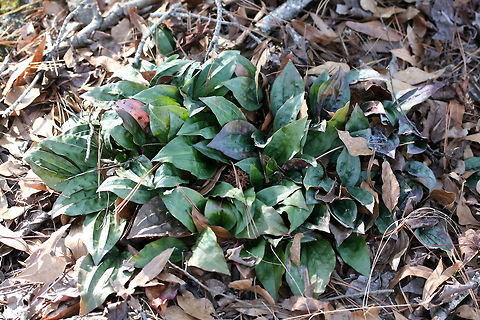 Cranefly Orchid (Tipularia discolor) Large colony growing in leaf litter/pine straw in a public park. Geotagged,Tipularia discolor,United States,Winter