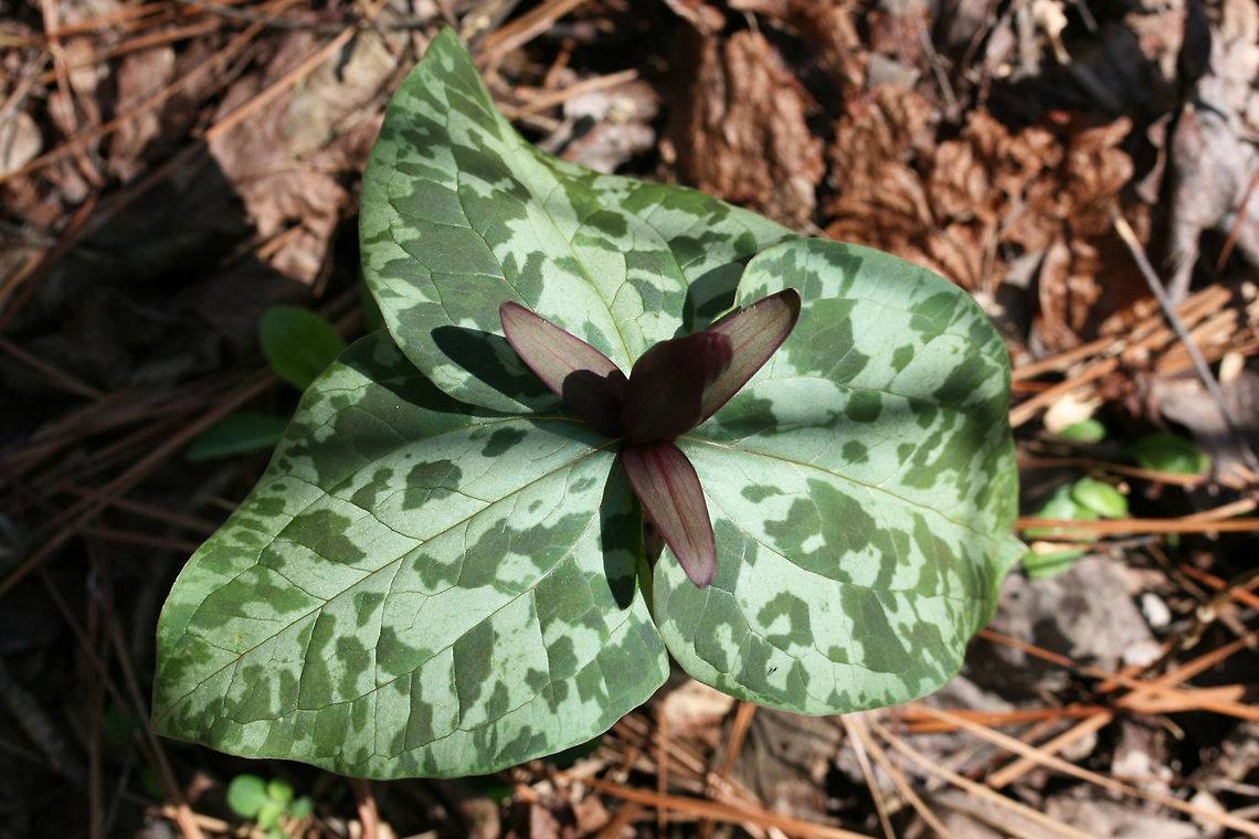 Little Sweet Betsy (Trillium cuneatum) Growing at the edge of a dense mixed forest. Geotagged,Trillium cuneatum,United States,Winter
