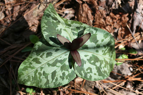 Little Sweet Betsy (Trillium cuneatum) Growing at the edge of a dense mixed forest. Geotagged,Trillium cuneatum,United States,Winter