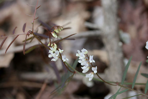 Carolina Vetch (Vicia carolina) Growing in a dense mixed forest.
https://www.jungledragon.com/image/71045/carolina_vetch_vicia_carolina.html Carolina vetch,Geotagged,United States,Vicia caroliniana,Winter