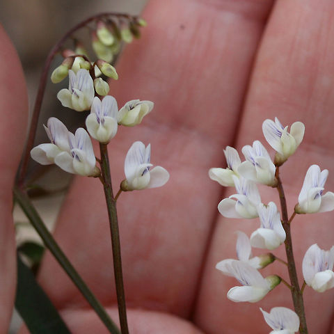 Carolina Vetch (Vicia carolina) Growing in a dense mixed forest.
https://www.jungledragon.com/image/71044/carolina_vetch_vicia_carolina.html Carolina vetch,Geotagged,United States,Vicia caroliniana,Winter