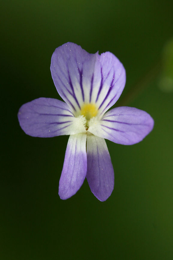 Field Pansy (Viola bicolor) Growing in a field near a densely forested area.<br />
<figure class="photo"><a href="https://www.jungledragon.com/image/71047/field_pansy_viola_bicolor.html" title="Field Pansy (Viola bicolor)"><img src="https://s3.amazonaws.com/media.jungledragon.com/images/3231/71047_thumb.jpg?AWSAccessKeyId=05GMT0V3GWVNE7GGM1R2&Expires=1769040010&Signature=8a7Uo1arSv4VwJgie2PJyCUkvS8%3D" width="200" height="134" alt="Field Pansy (Viola bicolor) Growing in a field near a densely forested area.<br />
https://www.jungledragon.com/image/71046/field_pansy_viola_bicolor.html Geotagged,Spring,United States,Viola bicolor" /></a></figure> Geotagged,Spring,United States,Viola bicolor