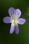 Field Pansy (Viola bicolor) Growing in a field near a densely forested area.<br />
https://www.jungledragon.com/image/71047/field_pansy_viola_bicolor.html Geotagged,Spring,United States,Viola bicolor