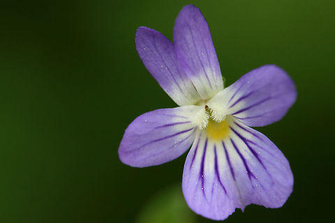 Field Pansy (Viola bicolor) Growing in a field near a densely forested area.
https://www.jungledragon.com/image/71046/field_pansy_viola_bicolor.html Geotagged,Spring,United States,Viola bicolor