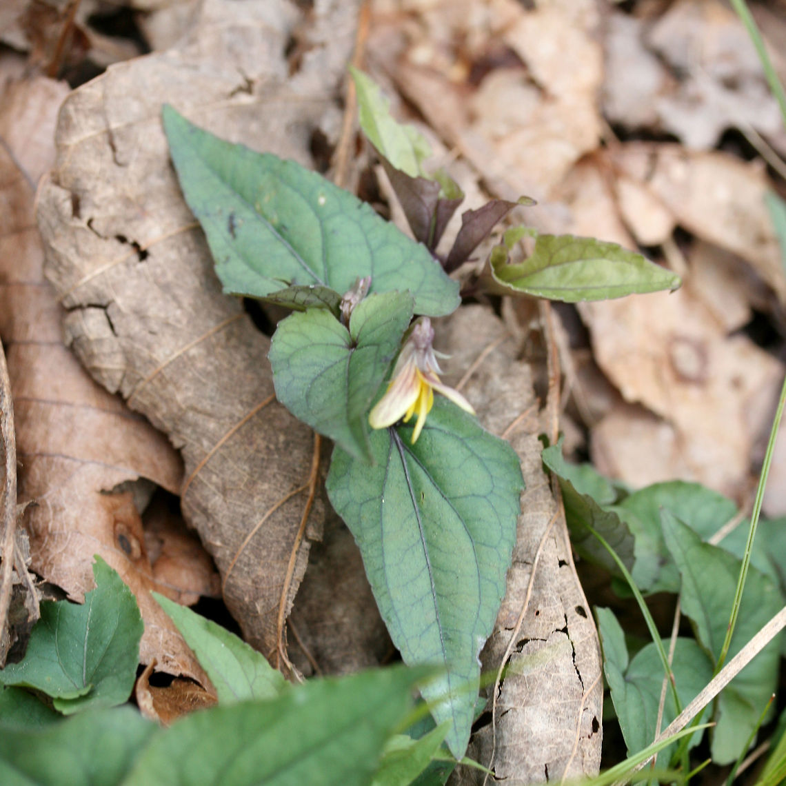 Halberd-Leaved Yellow Violet (Viola hastata) Another poor quality shot, but I figured I would still contribute a species intro to the site! Geotagged,Spring,United States,Viola hastata