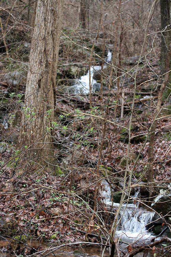 Waterfalls at Chattahoochee-Oconee National Forest- March 2018 A rainy, winter hike at Chattahoochee-Oconee National Forest in Walker County, Georgia.<br />
<figure class="photo"><a href="https://www.jungledragon.com/image/71070/waterfall_-_chattahoochee-oconee_national_forest-_march_2018.html" title="Waterfall - Chattahoochee-Oconee National Forest- March 2018"><img src="https://s3.amazonaws.com/media.jungledragon.com/images/3231/71070_thumb.jpg?AWSAccessKeyId=05GMT0V3GWVNE7GGM1R2&Expires=1770854410&Signature=g0XdvXA0ZLUjhfckv%2FtIDb0zPog%3D" width="102" height="152" alt="Waterfall - Chattahoochee-Oconee National Forest- March 2018 A rainy, winter hike at Chattahoochee-Oconee National Forest in Walker County, Georgia.<br />
https://www.jungledragon.com/image/71071/waterfalls_at_chattahoochee-oconee_national_forest-_march_2018.html<br />
https://www.jungledragon.com/image/71072/chattahoochee-oconee_national_forest-_march_2018.html<br />
https://www.jungledragon.com/image/71073/chattahoochee-oconee_national_forest-_march_2018.html Appalachia,Appalachians,Georgia,Geotagged,Southern Appalachians,United States,Winter,forest,national forest,waterfall,waterfalls" /></a></figure><br />
<figure class="photo"><a href="https://www.jungledragon.com/image/71072/chattahoochee-oconee_national_forest-_march_2018.html" title="Chattahoochee-Oconee National Forest- March 2018"><img src="https://s3.amazonaws.com/media.jungledragon.com/images/3231/71072_thumb.JPG?AWSAccessKeyId=05GMT0V3GWVNE7GGM1R2&Expires=1770854410&Signature=RB1a8spSepvoFv%2BbOrT%2BEhSSVgo%3D" width="200" height="134" alt="Chattahoochee-Oconee National Forest- March 2018 A rainy, winter hike at Chattahoochee-Oconee National Forest in Walker County, Georgia.<br />
https://www.jungledragon.com/image/71073/chattahoochee-oconee_national_forest-_march_2018.html<br />
https://www.jungledragon.com/image/71070/waterfall_-_chattahoochee-oconee_national_forest-_march_2018.html<br />
https://www.jungledragon.com/image/71071/waterfall_-_chattahoochee-oconee_national_forest-_march_2018.html Appalachia,Appalachians,Georgia,Geotagged,Southern Appalachians,United States,Winter,forest,national forest,waterfall,waterfalls" /></a></figure><br />
<figure class="photo"><a href="https://www.jungledragon.com/image/71073/chattahoochee-oconee_national_forest-_march_2018.html" title="Chattahoochee-Oconee National Forest- March 2018"><img src="https://s3.amazonaws.com/media.jungledragon.com/images/3231/71073_thumb.JPG?AWSAccessKeyId=05GMT0V3GWVNE7GGM1R2&Expires=1770854410&Signature=lr3aJWQ90N94YrgYNQEkhbwOZSk%3D" width="102" height="152" alt="Chattahoochee-Oconee National Forest- March 2018 A rainy, winter hike at Chattahoochee-Oconee National Forest in Walker County, Georgia. Appalachia,Appalachians,Georgia,Geotagged,Southern Appalachians,United States,Winter,forest,national forest,waterfall,waterfalls" /></a></figure> Appalachia,Appalachians,Georgia,Geotagged,Southern Appalachians,United States,Winter,forest,national forest,waterfall,waterfalls