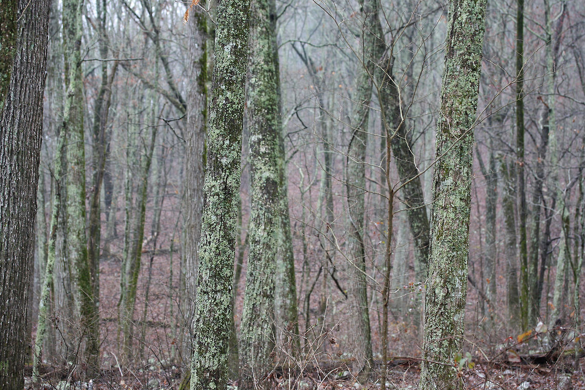 Chattahoochee-Oconee National Forest- March 2018 A rainy, winter hike at Chattahoochee-Oconee National Forest in Walker County, Georgia.<br />
<figure class="photo"><a href="https://www.jungledragon.com/image/71073/chattahoochee-oconee_national_forest-_march_2018.html" title="Chattahoochee-Oconee National Forest- March 2018"><img src="https://s3.amazonaws.com/media.jungledragon.com/images/3231/71073_thumb.JPG?AWSAccessKeyId=05GMT0V3GWVNE7GGM1R2&Expires=1761782410&Signature=IEFVXNba5z1wKoQ5zedpP%2B8LLJM%3D" width="102" height="152" alt="Chattahoochee-Oconee National Forest- March 2018 A rainy, winter hike at Chattahoochee-Oconee National Forest in Walker County, Georgia. Appalachia,Appalachians,Georgia,Geotagged,Southern Appalachians,United States,Winter,forest,national forest,waterfall,waterfalls" /></a></figure><br />
<figure class="photo"><a href="https://www.jungledragon.com/image/71070/waterfall_-_chattahoochee-oconee_national_forest-_march_2018.html" title="Waterfall - Chattahoochee-Oconee National Forest- March 2018"><img src="https://s3.amazonaws.com/media.jungledragon.com/images/3231/71070_thumb.jpg?AWSAccessKeyId=05GMT0V3GWVNE7GGM1R2&Expires=1761782410&Signature=KS4AYsAqsCrFjraOHdf%2Fs8aaoNM%3D" width="102" height="152" alt="Waterfall - Chattahoochee-Oconee National Forest- March 2018 A rainy, winter hike at Chattahoochee-Oconee National Forest in Walker County, Georgia.<br />
https://www.jungledragon.com/image/71071/waterfalls_at_chattahoochee-oconee_national_forest-_march_2018.html<br />
https://www.jungledragon.com/image/71072/chattahoochee-oconee_national_forest-_march_2018.html<br />
https://www.jungledragon.com/image/71073/chattahoochee-oconee_national_forest-_march_2018.html Appalachia,Appalachians,Georgia,Geotagged,Southern Appalachians,United States,Winter,forest,national forest,waterfall,waterfalls" /></a></figure><br />
<figure class="photo"><a href="https://www.jungledragon.com/image/71071/waterfalls_at_chattahoochee-oconee_national_forest-_march_2018.html" title="Waterfalls at Chattahoochee-Oconee National Forest- March 2018"><img src="https://s3.amazonaws.com/media.jungledragon.com/images/3231/71071_thumb.jpg?AWSAccessKeyId=05GMT0V3GWVNE7GGM1R2&Expires=1761782410&Signature=2BVZDhHw%2F4hSZR35qq7%2FTifyZhA%3D" width="102" height="152" alt="Waterfalls at Chattahoochee-Oconee National Forest- March 2018 A rainy, winter hike at Chattahoochee-Oconee National Forest in Walker County, Georgia.<br />
https://www.jungledragon.com/image/71070/waterfall_-_chattahoochee-oconee_national_forest-_march_2018.html<br />
https://www.jungledragon.com/image/71072/chattahoochee-oconee_national_forest-_march_2018.html<br />
https://www.jungledragon.com/image/71073/chattahoochee-oconee_national_forest-_march_2018.html Appalachia,Appalachians,Georgia,Geotagged,Southern Appalachians,United States,Winter,forest,national forest,waterfall,waterfalls" /></a></figure> Appalachia,Appalachians,Georgia,Geotagged,Southern Appalachians,United States,Winter,forest,national forest,waterfall,waterfalls