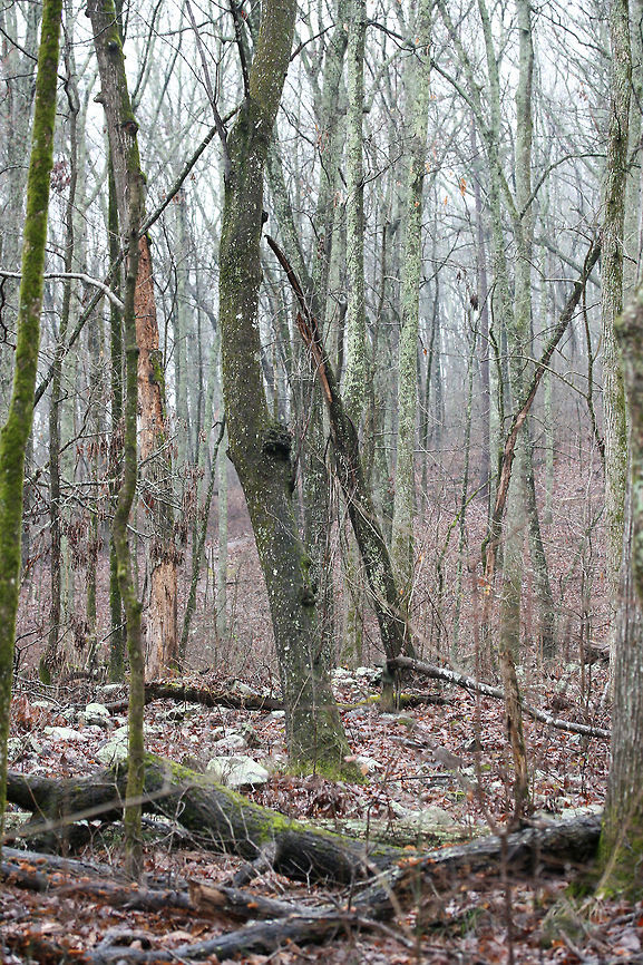 Chattahoochee-Oconee National Forest- March 2018 A rainy, winter hike at Chattahoochee-Oconee National Forest in Walker County, Georgia. Appalachia,Appalachians,Georgia,Geotagged,Southern Appalachians,United States,Winter,forest,national forest,waterfall,waterfalls