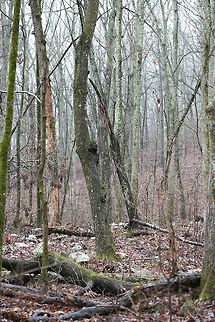 Chattahoochee-Oconee National Forest- March 2018 A rainy, winter hike at Chattahoochee-Oconee National Forest in Walker County, Georgia. Appalachia,Appalachians,Georgia,Geotagged,Southern Appalachians,United States,Winter,forest,national forest,waterfall,waterfalls