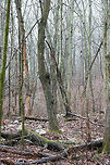 Chattahoochee-Oconee National Forest- March 2018 A rainy, winter hike at Chattahoochee-Oconee National Forest in Walker County, Georgia. Appalachia,Appalachians,Georgia,Geotagged,Southern Appalachians,United States,Winter,forest,national forest,waterfall,waterfalls