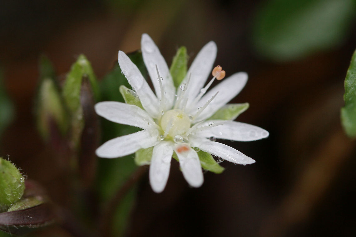 Star Chickweed (Stellaria pubera) Growing on a trail in a national forest.<br />
<figure class="photo"><a href="https://www.jungledragon.com/image/71136/star_chickweed_stellaria_pubera.html" title="Star Chickweed (Stellaria pubera)"><img src="https://s3.amazonaws.com/media.jungledragon.com/images/3231/71136_thumb.jpg?AWSAccessKeyId=05GMT0V3GWVNE7GGM1R2&Expires=1769040010&Signature=OHjFp7azZub6GOVB6D9FlcPviLg%3D" width="102" height="152" alt="Star Chickweed (Stellaria pubera) Growing on a trail in a national forest.<br />
https://www.jungledragon.com/image/71076/star_chickweed_stellaria_pubera.html Geotagged,Spring,Star chickweed,Stellaria pubera,United States" /></a></figure> Geotagged,Star chickweed,Stellaria pubera,United States,Winter