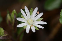Star Chickweed (Stellaria pubera) Growing on a trail in a national forest.<br />
https://www.jungledragon.com/image/71136/star_chickweed_stellaria_pubera.html Geotagged,Star chickweed,Stellaria pubera,United States,Winter