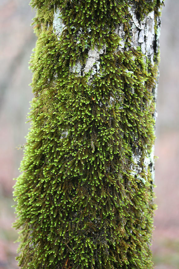 Anomodon sp. ID TENTATIVE.<br />
Moss growing on a tree in a national forest in Walker County, Georgia, US. March 11, 2018.<br />
<br />
Any ID help is much appreciated.<br />
 Anomodon,Geotagged,Hedwig's Fringeleaf Moss,United States,Winter