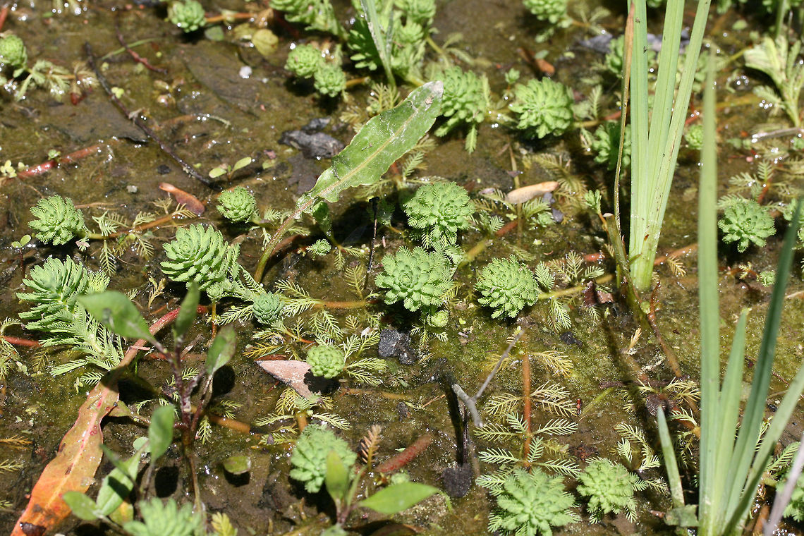 Parrot's Feather (Myriophyllum aquaticum) Aquatic plant growing in a wetland habitat. Geotagged,Myriophyllum aquaticum,Spring,United States