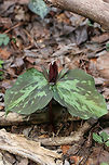 Little Sweet Betsy (Trillium cuneatum) Growing at the edge of a dense mixed forest.<br />
https://www.jungledragon.com/image/71090/little_sweet_betsy_trillium_cuneatum.html Geotagged,Little Sweet Betsy,Trillium cuneatum,United States,Winter