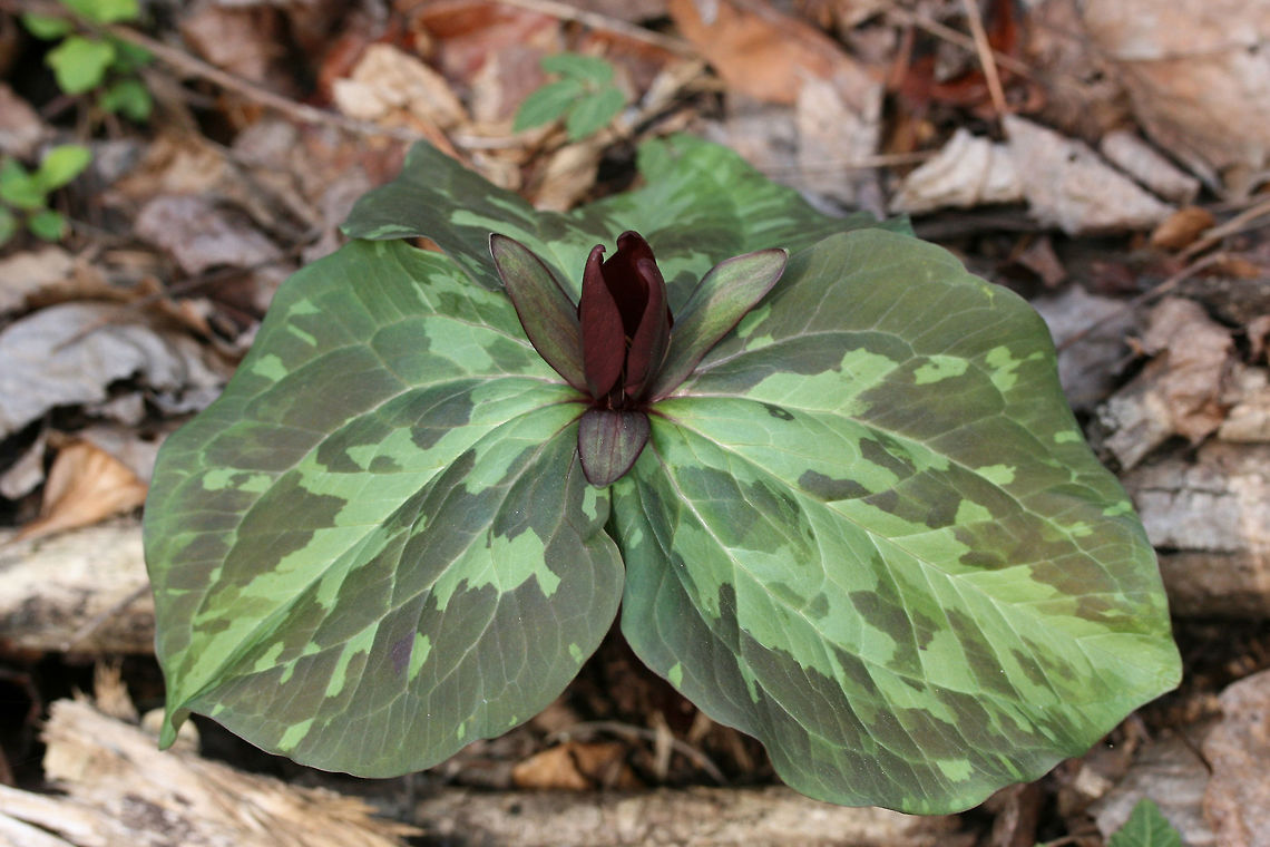 Little Sweet Betsy (Trillium cuneatum) Growing at the edge of a dense mixed forest.<br />
<figure class="photo"><a href="https://www.jungledragon.com/image/71089/little_sweet_betsy_trillium_cuneatum.html" title="Little Sweet Betsy (Trillium cuneatum)"><img src="https://s3.amazonaws.com/media.jungledragon.com/images/3231/71089_thumb.jpg?AWSAccessKeyId=05GMT0V3GWVNE7GGM1R2&Expires=1767225610&Signature=m1v9%2BrzA2ryy3b7JxUhpStp5Dc4%3D" width="102" height="152" alt="Little Sweet Betsy (Trillium cuneatum) Growing at the edge of a dense mixed forest.<br />
https://www.jungledragon.com/image/71090/little_sweet_betsy_trillium_cuneatum.html Geotagged,Little Sweet Betsy,Trillium cuneatum,United States,Winter" /></a></figure> Geotagged,Little Sweet Betsy,Trillium cuneatum,United States,Winter