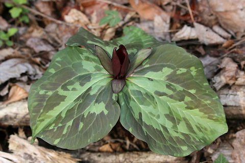 Little Sweet Betsy (Trillium cuneatum) Growing at the edge of a dense mixed forest.
https://www.jungledragon.com/image/71089/little_sweet_betsy_trillium_cuneatum.html Geotagged,Little Sweet Betsy,Trillium cuneatum,United States,Winter