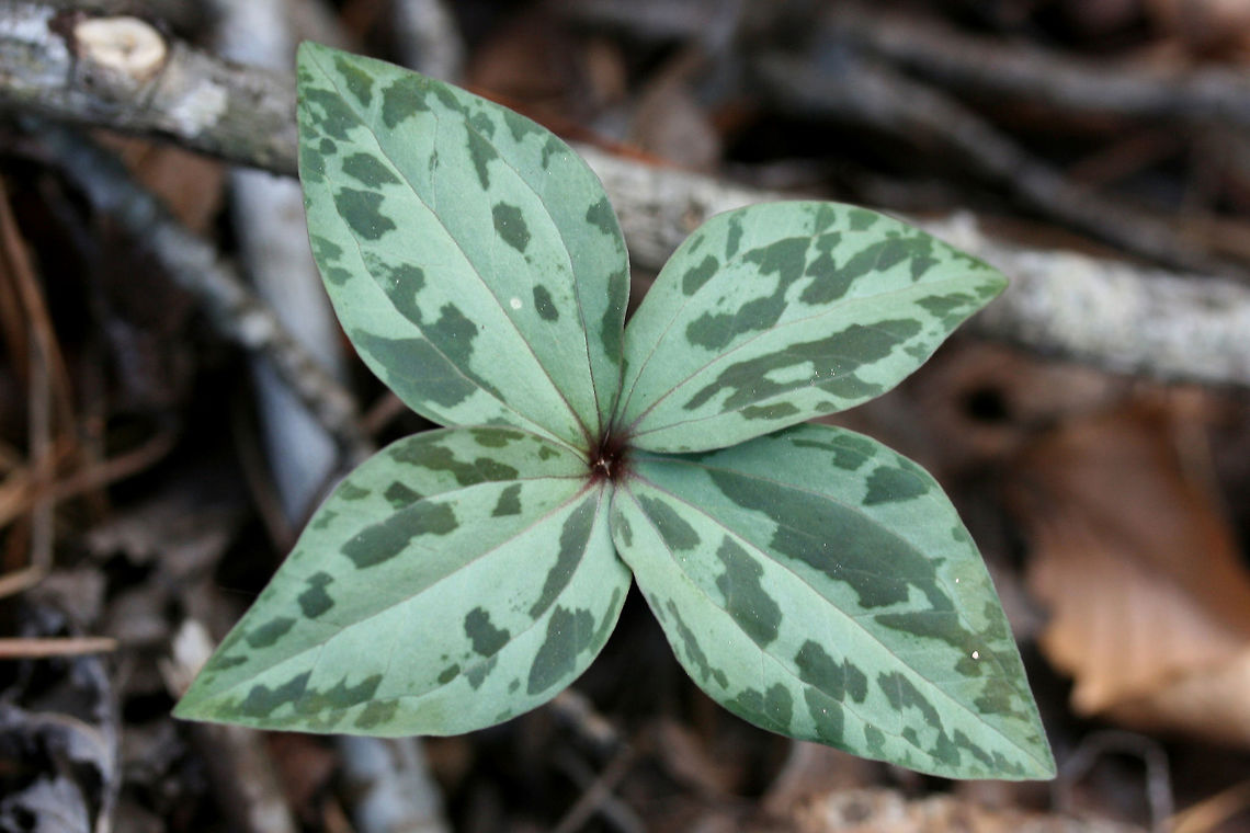 Mutant 4-Leaf Little Sweet Betsy (Trillium cuneatum) Growing in a dense mixed forest. Geotagged,Little Sweet Betsy,Spring,Trillium cuneatum,United States