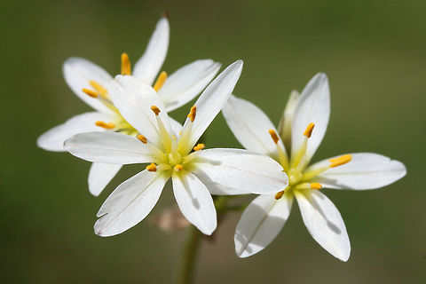 Crowpoison (Nothoscordum bivalve) Growing in an overgrown backyard habitat.
https://www.jungledragon.com/image/71134/crowpoison_nothoscordum_bivalve.html
https://www.jungledragon.com/image/71133/crowpoison_nothoscordum_bivalve.html Geotagged,Nothoscordum bivalve,Spring,United States,crow poison,crowpoison,false garlic,flowers,nothoscordum,white,white flowers,wildflowers