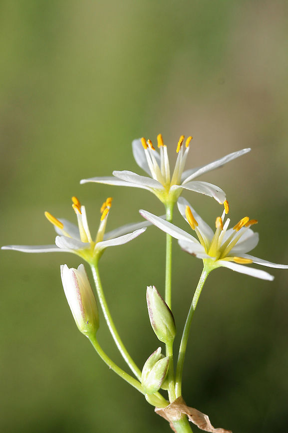 Crowpoison (Nothoscordum bivalve) Growing in an overgrown backyard habitat.<br />
<figure class="photo"><a href="https://www.jungledragon.com/image/71134/crowpoison_nothoscordum_bivalve.html" title="Crowpoison (Nothoscordum bivalve)"><img src="https://s3.amazonaws.com/media.jungledragon.com/images/3231/71134_thumb.jpg?AWSAccessKeyId=05GMT0V3GWVNE7GGM1R2&Expires=1767225610&Signature=wC%2BGlPx6aWWyFibPNlur7HAU0YY%3D" width="200" height="200" alt="Crowpoison (Nothoscordum bivalve) Growing in an overgrown backyard habitat.<br />
https://www.jungledragon.com/image/71132/crowpoison_nothoscordum_bivalve.html<br />
https://www.jungledragon.com/image/71133/crowpoison_nothoscordum_bivalve.html Geotagged,Nothoscordum bivalve,Spring,United States,crow poison,crowpoison,false garlic,flowers,nothoscordum,white,white flowers,wildflowers" /></a></figure><br />
<figure class="photo"><a href="https://www.jungledragon.com/image/71132/crowpoison_nothoscordum_bivalve.html" title="Crowpoison (Nothoscordum bivalve)"><img src="https://s3.amazonaws.com/media.jungledragon.com/images/3231/71132_thumb.jpg?AWSAccessKeyId=05GMT0V3GWVNE7GGM1R2&Expires=1767225610&Signature=NxeT5TJBdk6en635Ze8cK33%2BloI%3D" width="200" height="134" alt="Crowpoison (Nothoscordum bivalve) Growing in an overgrown backyard habitat.<br />
https://www.jungledragon.com/image/71134/crowpoison_nothoscordum_bivalve.html<br />
https://www.jungledragon.com/image/71133/crowpoison_nothoscordum_bivalve.html Geotagged,Nothoscordum bivalve,Spring,United States,crow poison,crowpoison,false garlic,flowers,nothoscordum,white,white flowers,wildflowers" /></a></figure> Geotagged,Nothoscordum bivalve,Spring,United States,crow poison,crowpoison,false garlic,flowers,nothoscordum,white,white flowers,wildflowers