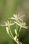 Crowpoison (Nothoscordum bivalve) Growing in an overgrown backyard habitat.<br />
https://www.jungledragon.com/image/71134/crowpoison_nothoscordum_bivalve.html<br />
https://www.jungledragon.com/image/71132/crowpoison_nothoscordum_bivalve.html Geotagged,Nothoscordum bivalve,Spring,United States,crow poison,crowpoison,false garlic,flowers,nothoscordum,white,white flowers,wildflowers