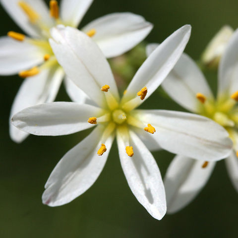 Crowpoison (Nothoscordum bivalve) Growing in an overgrown backyard habitat.
https://www.jungledragon.com/image/71132/crowpoison_nothoscordum_bivalve.html
https://www.jungledragon.com/image/71133/crowpoison_nothoscordum_bivalve.html Geotagged,Nothoscordum bivalve,Spring,United States,crow poison,crowpoison,false garlic,flowers,nothoscordum,white,white flowers,wildflowers