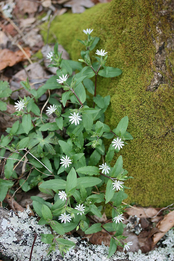 Star Chickweed (Stellaria pubera) Growing on a trail in a national forest.<br />
<figure class="photo"><a href="https://www.jungledragon.com/image/71076/star_chickweed_stellaria_pubera.html" title="Star Chickweed (Stellaria pubera)"><img src="https://s3.amazonaws.com/media.jungledragon.com/images/3231/71076_thumb.jpg?AWSAccessKeyId=05GMT0V3GWVNE7GGM1R2&Expires=1759968010&Signature=1wrfISgh6VoBwho48b88jixeKG4%3D" width="200" height="134" alt="Star Chickweed (Stellaria pubera) Growing on a trail in a national forest.<br />
https://www.jungledragon.com/image/71136/star_chickweed_stellaria_pubera.html Geotagged,Star chickweed,Stellaria pubera,United States,Winter" /></a></figure> Geotagged,Spring,Star chickweed,Stellaria pubera,United States