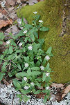 Star Chickweed (Stellaria pubera) Growing on a trail in a national forest.<br />
https://www.jungledragon.com/image/71076/star_chickweed_stellaria_pubera.html Geotagged,Spring,Star chickweed,Stellaria pubera,United States