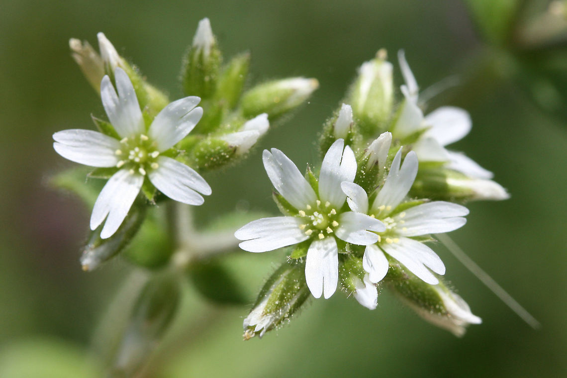 Sticky Mouse-ear Chickweed (Cerastium glomeratum) Growing in an overgrown backyard habitat.<br />
 Cerastium glomeratum,Geotagged,Spring,United States
