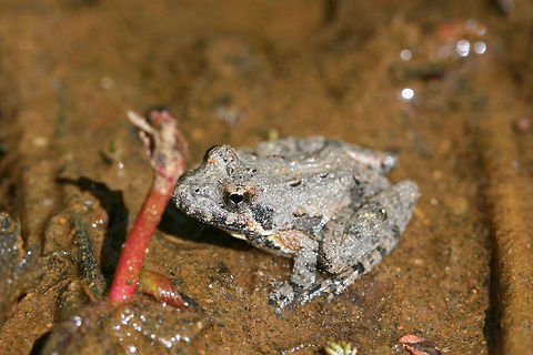 Northern Cricket Frog (Acris crepitans) In a shallow section of a seasonal stream in NW Georgia (Gordon County), US.
https://www.jungledragon.com/image/71142/northern_cricket_frog_acris_crepitans.html
 Acris crepitans,Geotagged,Northern cricket frog,Spring,United States