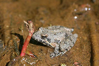 Northern Cricket Frog (Acris crepitans) In a shallow section of a seasonal stream in NW Georgia (Gordon County), US.<br />
https://www.jungledragon.com/image/71142/northern_cricket_frog_acris_crepitans.html<br />
 Acris crepitans,Geotagged,Northern cricket frog,Spring,United States