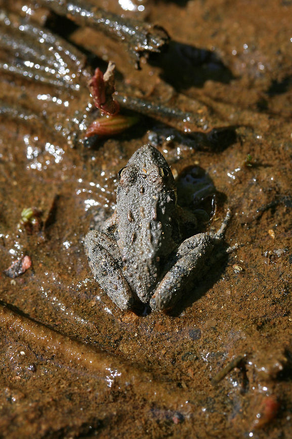 Northern Cricket Frog (Acris crepitans) In a shallow section of a seasonal stream in NW Georgia (Gordon County), US.<br />
<figure class="photo"><a href="https://www.jungledragon.com/image/71141/northern_cricket_frog_acris_crepitans.html" title="Northern Cricket Frog (Acris crepitans)"><img src="https://s3.amazonaws.com/media.jungledragon.com/images/3231/71141_thumb.JPG?AWSAccessKeyId=05GMT0V3GWVNE7GGM1R2&Expires=1763596810&Signature=3toRKLdUNktkMPCm7QB%2BCDl3CcY%3D" width="200" height="134" alt="Northern Cricket Frog (Acris crepitans) In a shallow section of a seasonal stream in NW Georgia (Gordon County), US.<br />
https://www.jungledragon.com/image/71142/northern_cricket_frog_acris_crepitans.html<br />
 Acris crepitans,Geotagged,Northern cricket frog,Spring,United States" /></a></figure> Acris crepitans,Geotagged,Northern cricket frog,Spring,United States