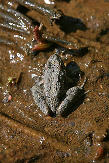 Northern Cricket Frog (Acris crepitans) In a shallow section of a seasonal stream in NW Georgia (Gordon County), US.
https://www.jungledragon.com/image/71141/northern_cricket_frog_acris_crepitans.html Acris crepitans,Geotagged,Northern cricket frog,Spring,United States