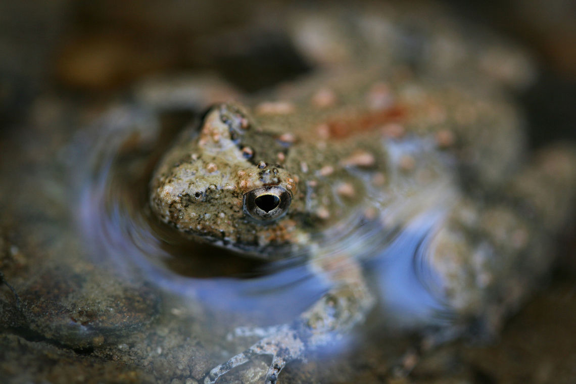 Northern Cricket Frog (Acris crepitans) In a shallow seasonal stream in a dense mixed forest. Acris crepitans,Geotagged,Northern cricket frog,Spring,United States