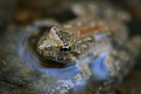 Northern Cricket Frog (Acris crepitans) In a shallow seasonal stream in a dense mixed forest. Acris crepitans,Geotagged,Northern cricket frog,Spring,United States