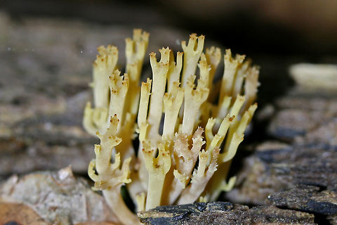 Crown-Tipped Coral Fungus (Artomyces pyxidatus) Growing on highly rotted wood in a dense mixed forest.
https://www.jungledragon.com/image/71146/crown-tipped_coral_fungus_artomyces_pyxidatus.html Artomyces pyxidatus,Crown Coral,Geotagged,Spring,United States