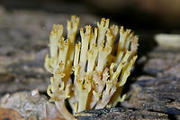 Crown-Tipped Coral Fungus (Artomyces pyxidatus) Growing on highly rotted wood in a dense mixed forest.<br />
https://www.jungledragon.com/image/71146/crown-tipped_coral_fungus_artomyces_pyxidatus.html Artomyces pyxidatus,Crown Coral,Geotagged,Spring,United States