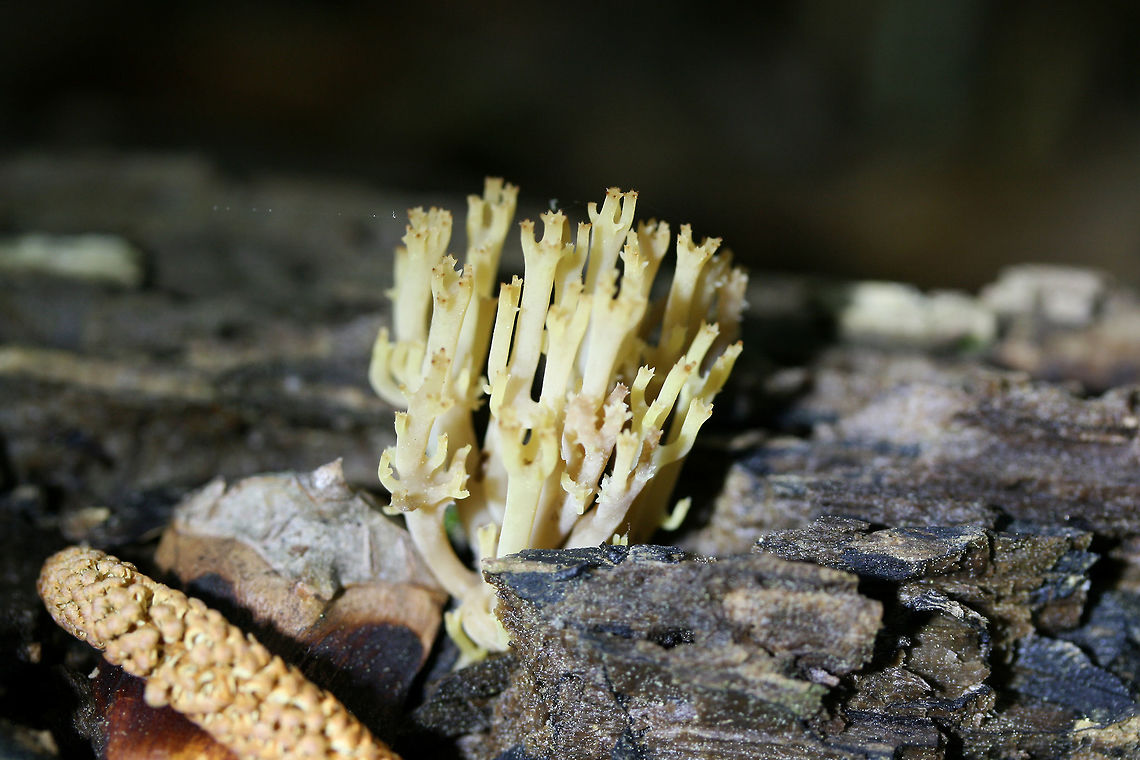 Crown-Tipped Coral Fungus (Artomyces pyxidatus) Growing on highly rotted wood in a dense mixed forest.<br />
<figure class="photo"><a href="https://www.jungledragon.com/image/71145/crown-tipped_coral_fungus_artomyces_pyxidatus.html" title="Crown-Tipped Coral Fungus (Artomyces pyxidatus)"><img src="https://s3.amazonaws.com/media.jungledragon.com/images/3231/71145_thumb.JPG?AWSAccessKeyId=05GMT0V3GWVNE7GGM1R2&Expires=1767225610&Signature=g9iFH2uU6zJRlBv7dfbGIPu81bs%3D" width="200" height="134" alt="Crown-Tipped Coral Fungus (Artomyces pyxidatus) Growing on highly rotted wood in a dense mixed forest.<br />
https://www.jungledragon.com/image/71146/crown-tipped_coral_fungus_artomyces_pyxidatus.html Artomyces pyxidatus,Crown Coral,Geotagged,Spring,United States" /></a></figure> Artomyces pyxidatus,Crown Coral,Geotagged,Spring,United States