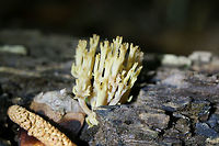 Crown-Tipped Coral Fungus (Artomyces pyxidatus) Growing on highly rotted wood in a dense mixed forest.<br />
https://www.jungledragon.com/image/71145/crown-tipped_coral_fungus_artomyces_pyxidatus.html Artomyces pyxidatus,Crown Coral,Geotagged,Spring,United States
