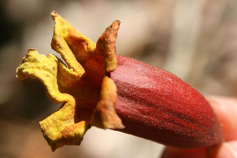Crossvine Flower (Bignonia capreolata) Flowers had fallen from vines growing in the treetops of a dense mixed forest. Bignonia capreolata,Crossvine,Geotagged,Spring,United States