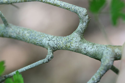 Parsley Hawthorn (Crataegus marshallii) Shrub growing in a dense mixed hardwood/coniferous forest in NW Georgia (Gordon County), US.
https://www.jungledragon.com/image/71150/parsley_hawthorn_crataegus_marshallii.html Crataegus marshallii,Geotagged,Spring,United States