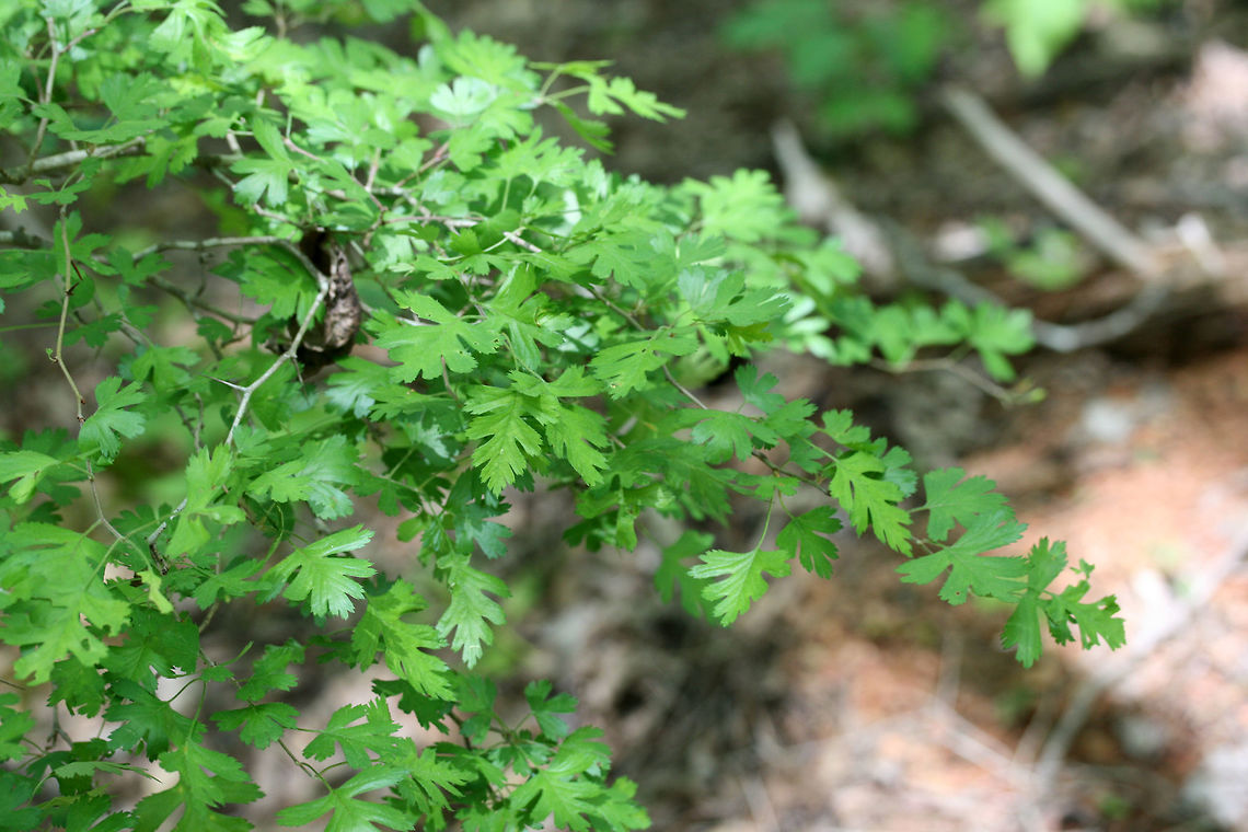 Parsley Hawthorn (Crataegus marshallii) Shrub growing in a dense mixed hardwood/coniferous forest in NW Georgia (Gordon County), US.<br />
<figure class="photo"><a href="https://www.jungledragon.com/image/71149/parsley_hawthorn_crataegus_marshallii.html" title="Parsley Hawthorn (Crataegus marshallii)"><img src="https://s3.amazonaws.com/media.jungledragon.com/images/3231/71149_thumb.JPG?AWSAccessKeyId=05GMT0V3GWVNE7GGM1R2&Expires=1759968010&Signature=N9jvq8tnBadJDVTQiHjlaHB0IgE%3D" width="200" height="134" alt="Parsley Hawthorn (Crataegus marshallii) Shrub growing in a dense mixed hardwood/coniferous forest in NW Georgia (Gordon County), US.<br />
https://www.jungledragon.com/image/71150/parsley_hawthorn_crataegus_marshallii.html Crataegus marshallii,Geotagged,Spring,United States" /></a></figure> Crataegus marshallii,Geotagged,Spring,United States