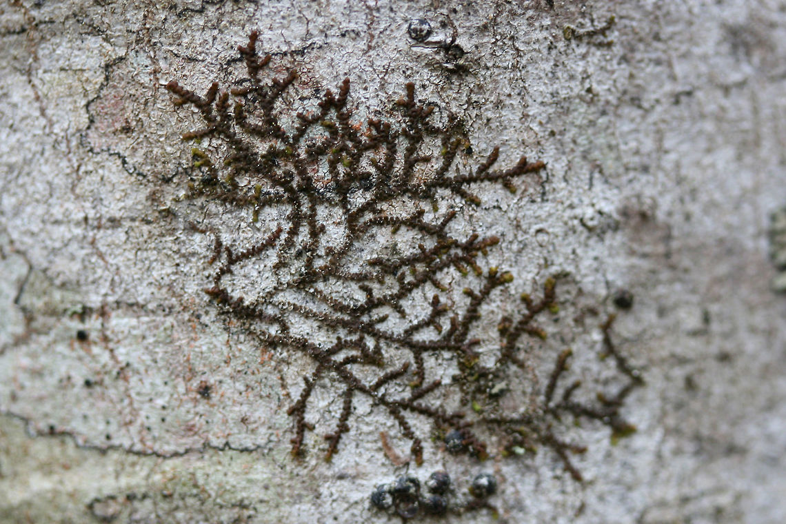 New York Scalewort (Frullania eboracensis) Growing on a soggy log in a flood-plain at the edge of a backyard habitat. Frullania eboracensis,Geotagged,New York Scalewort,Spring,United States