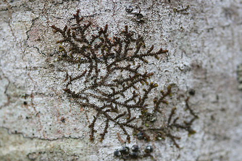 New York Scalewort (Frullania eboracensis) Growing on a soggy log in a flood-plain at the edge of a backyard habitat. Frullania eboracensis,Geotagged,New York Scalewort,Spring,United States